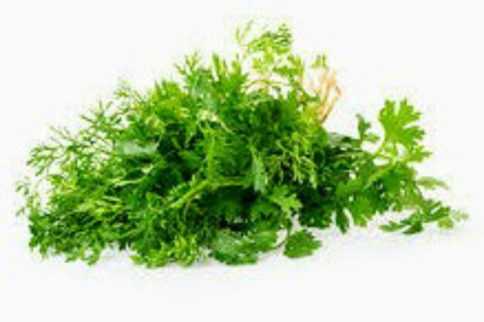 NATI CORIANDER LEAVES