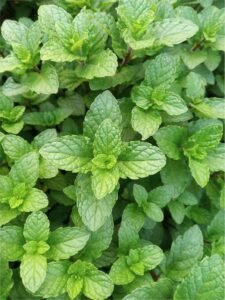 MINT LEAVES PUTHINA