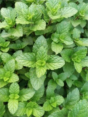 MINT LEAVES PUTHINA