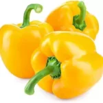 CAPSICUM YELLOW