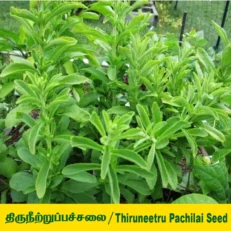 ANNAI THIRUNEETRUPATCHAI ILAI POWDER